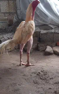 خروس لاری