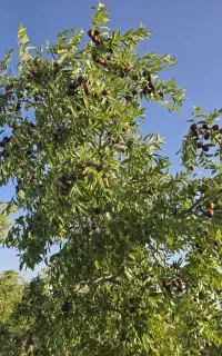 باغ عناب ۰ تقاب