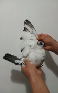 نشون دار