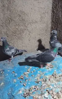 کبوتر