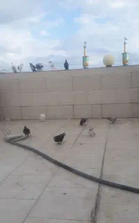 کفتر پروازی...