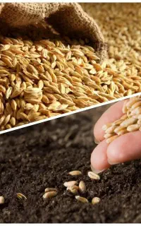 کود ارگانیک برابر است با برداشت بیشتر