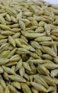 فروش جو محلی دو پر