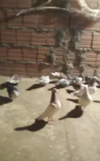 ۱۷عددتبعیدی نروماده آلمانی پرشی