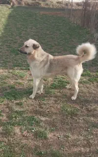 سگ نگهبان