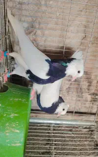 طوقی کرمانشاهی