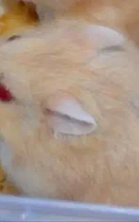 همستر کوتوله