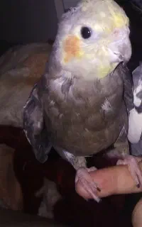 نره