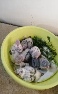 گرینچیک