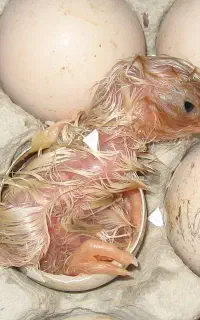 توضیحات را بخوانید