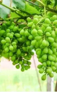 غوره قیزیل اوزمی