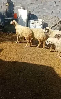 میش جوان