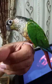 گرنچیک یلوسلید