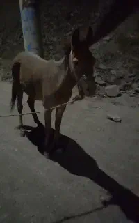 قاطر ۳ سال