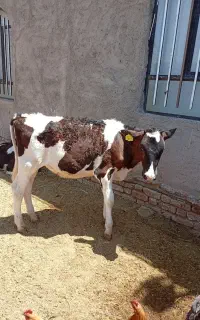 گوساله