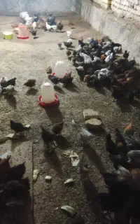 ۲۰۰ تا جوجه دو ماهه