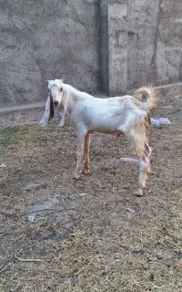 کهره نرگلابی اصل