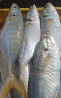 فروش ماهی میگو