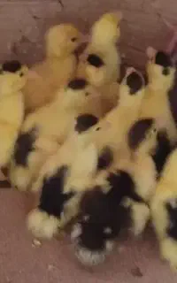 جوجه اردک خارجی خوشگل گلباقالی