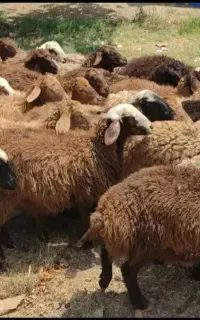 گوسفند زنده موجود است برا کشتار وداشت