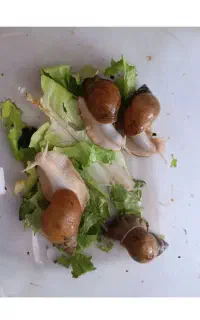 حلزون مولد جوجه حلزون