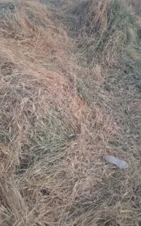 یونجه اول چین