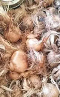 پیاز زعفران قائنات