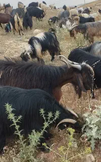 ۵۰ بز ( فروش به تعداد دلخواه مشتری)