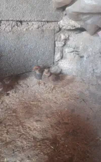 قبل از معامله زنگ نزنی