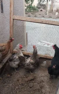 مرغ تخم گذار