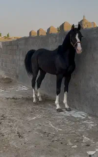 اسب مشکی پنج نشان