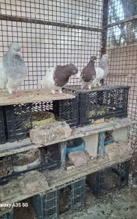 موکت دوجفت کله ای آس