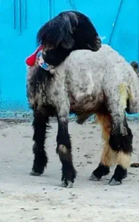 کوه نرکله زنگی