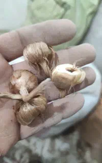 پیاز زعفران (حدود ۲۰۰ تا ۳۰۰ کیلوگرم)