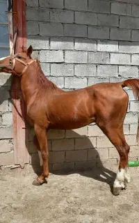 اسب کورد