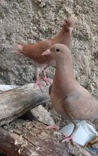 تعدادی جوجه کبوتر پلاکی و رنگی