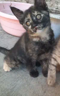 بچه گربه