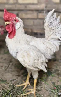 خروس جوان