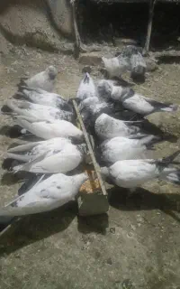کفتر