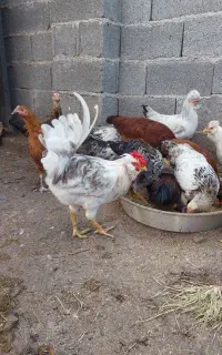 خروس گلین