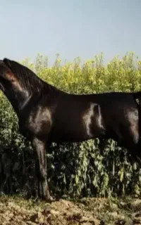 باشگاه سوارکاری مزرعه پرورش اسب پانسیون