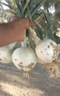 بذر میلاس