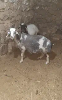 فروش ۲ عدد میش نژاد افشار
