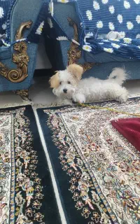 سگ پشمالو