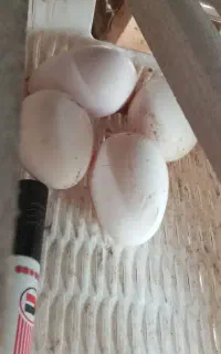 تخم گلین لری