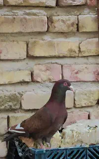 نر سرخ