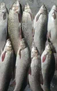 ماهی تازه صید شده کیلوی ۳۰۰هزار تومان