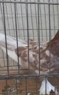 یک عدد کبوتر شازده بفروش میرسد