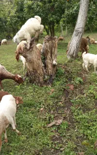 کارگر برای نگهداری از دام