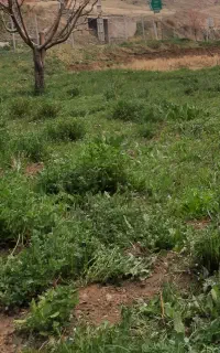 یونجه و علوفه